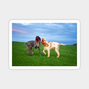 Sausage Wars Spinone Magnet