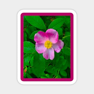 Wild Carolina Rose Magnet