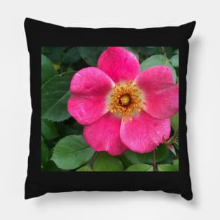 Radiant Pink Rock Rose Sweetness Pillow