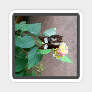 Natural Butterfly on a flower Magnet