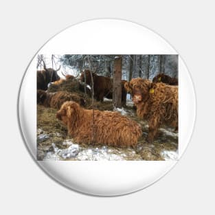 Scottish Highland Cattle Cows and Calves 1870 Pin