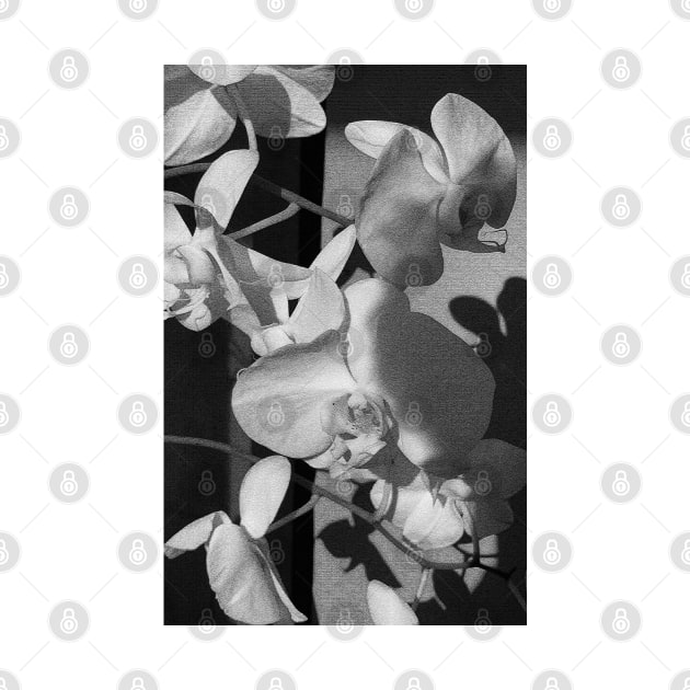 Orchids by BeauLab