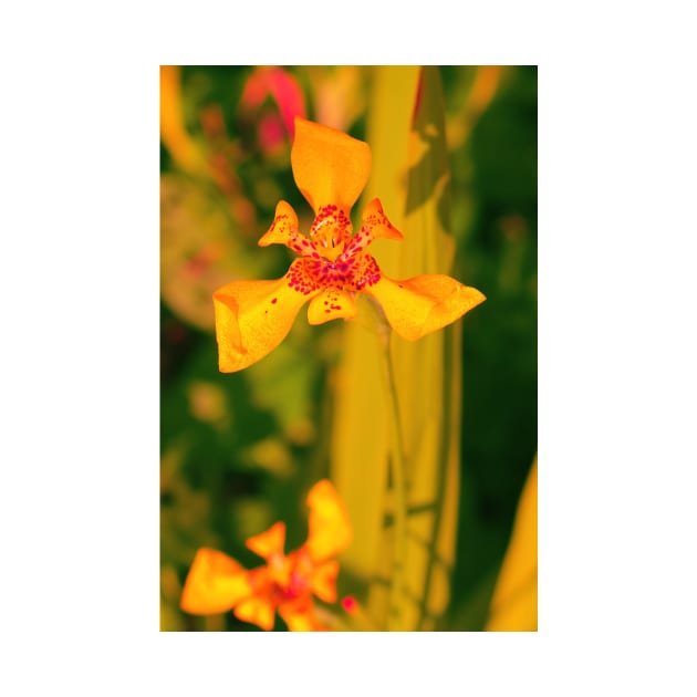 Yellow red lily blossom on yellow background by kall3bu