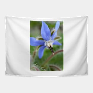 Borago officinalis  Borage Tapestry