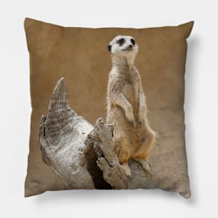 Meerkat, suricata suricata Pillow