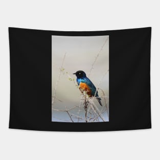 Superb Starling, Kenya Tapestry