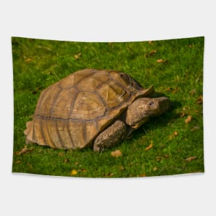 Tortoise Tapestry