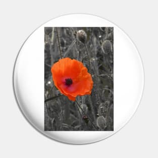 Remembrance Poppy Pin