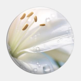 Lilium Flower Petal Nature Serene Calm Pin