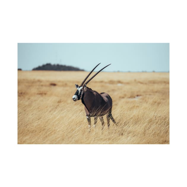 Kalahari Desert Gemsbok by withluke