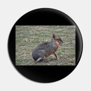 Patagonian Cavy Pin