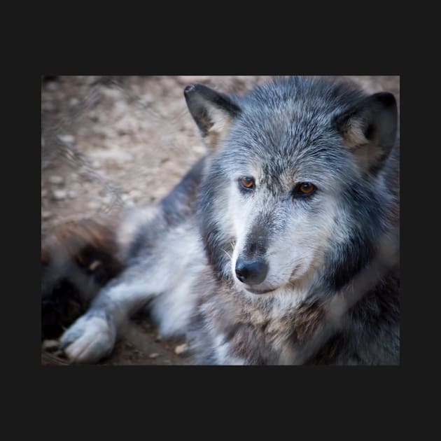 Grey and white wolf portrait closeup with golden eyes stunning on t-shirt or other clothing, or animal print by brians101