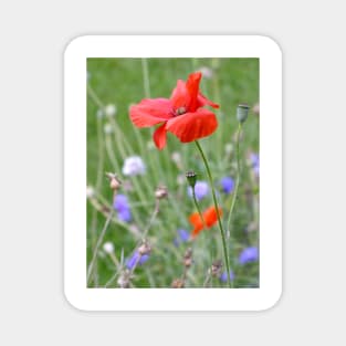 Red Poppy Magnet