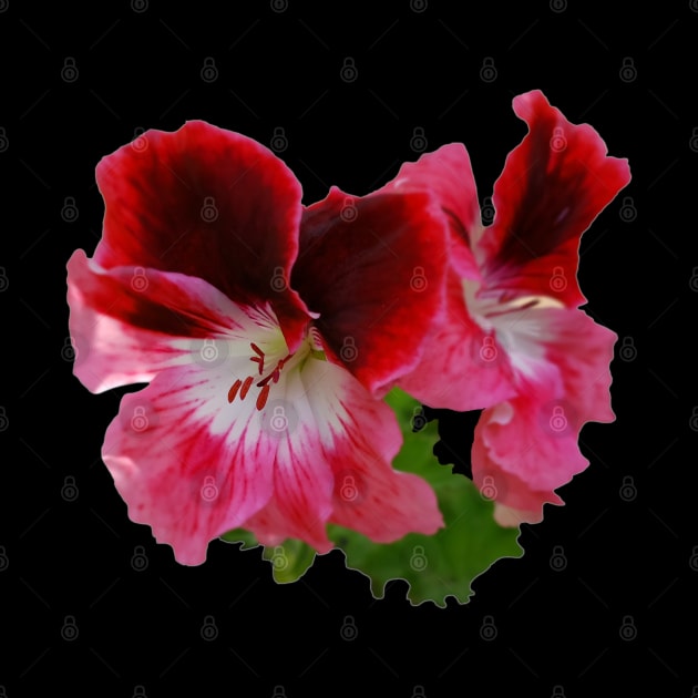 Flower design. Geranium (Pelargonium) by etihi111@gmail.com