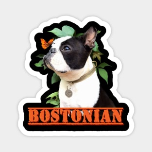 Bostonian Magnet