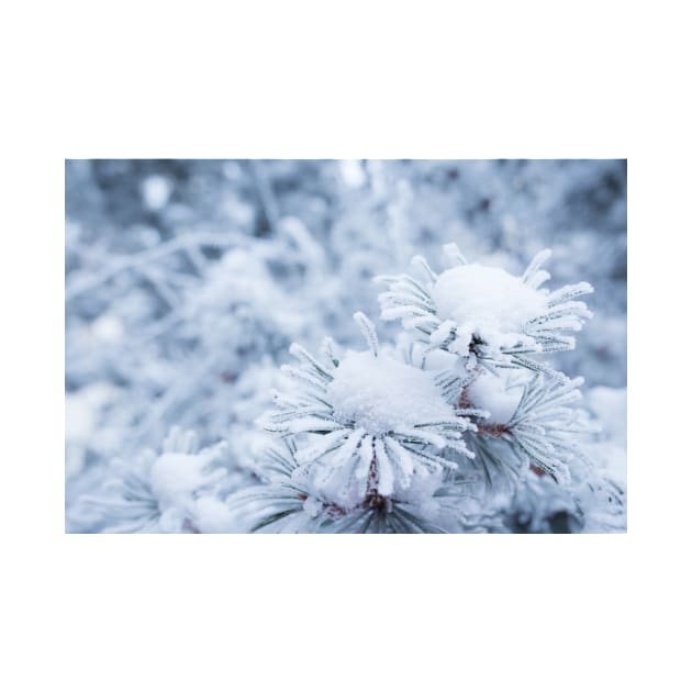 Hoarfrost on conifer tree needles by Juhku