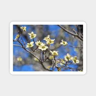 Dogwood In Bloom Magnet