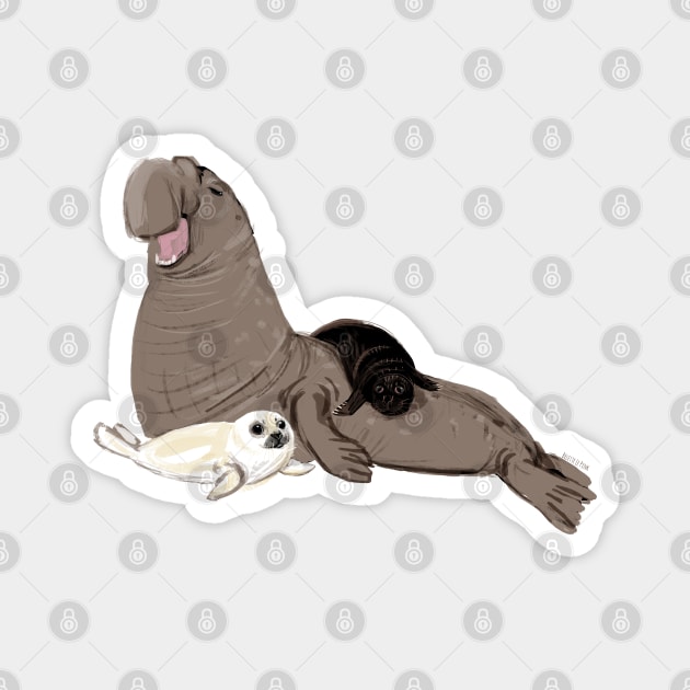 Elephant seal with white baby seal Magnet by belettelepink