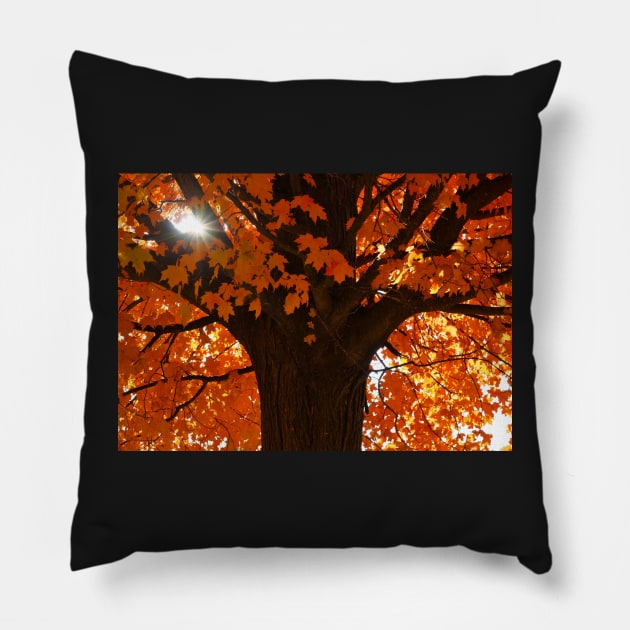 ​Autumn Orange Acer Maple Tree Pillow by 1Redbublppasswo
