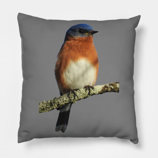 Eastern Bluebird Pillow by Paul Prints