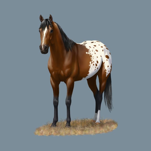 Beautiful Brown Bay Appaloosa Quarter Horse by csforest