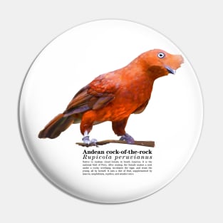 Andean cock-of-the-rock tropical bird black text Pin