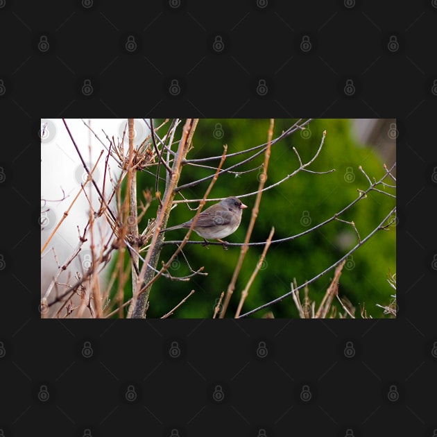 Dark-eyed Junco Perched On A Small Branch by BackyardBirder