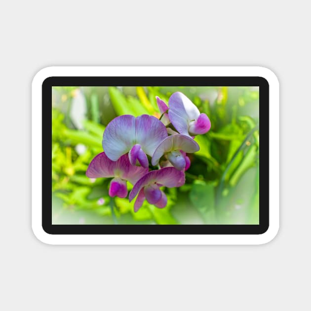 Sweet Pea Blossom Magnet by zigzagr63