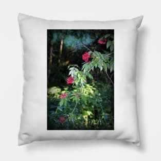 red elderberry Pillow