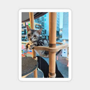 Window Perch in Seoul - Cat Cafe Moment Overlooking the City's Myeongdong Neighborhood Magnet