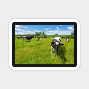 A herd of Holstein Friesian cows grazing on a pasture under blue cloudy sky Magnet