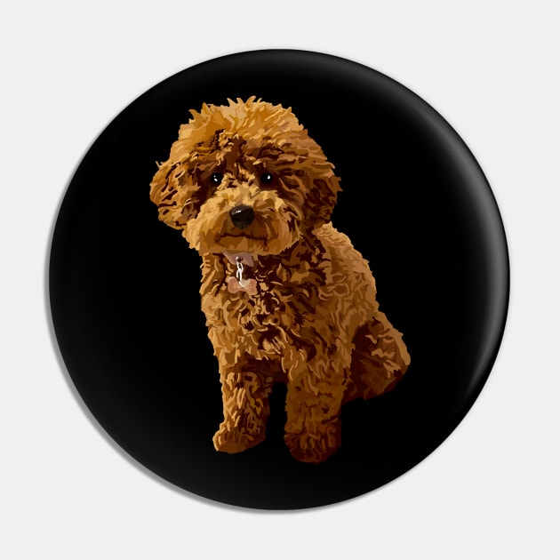 Ginger toy poodle on sale