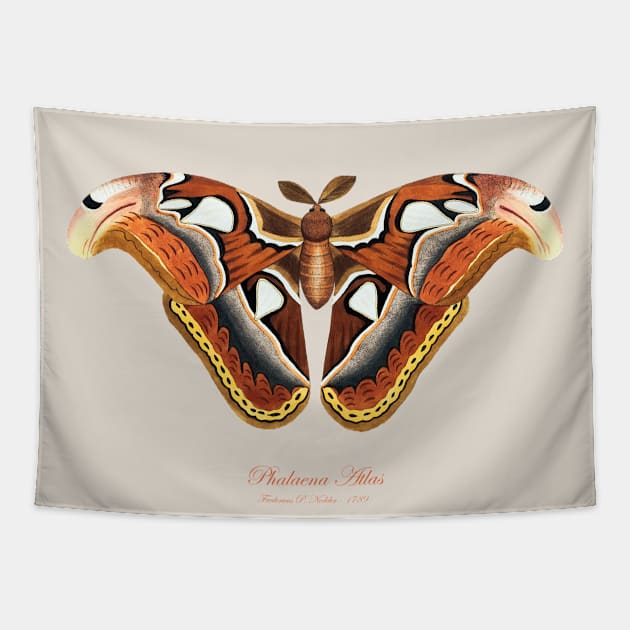 Moth - Atlas Moth, Phalaena Atlas, Attacus Atlas Tapestry by SPJE Illustration Photography