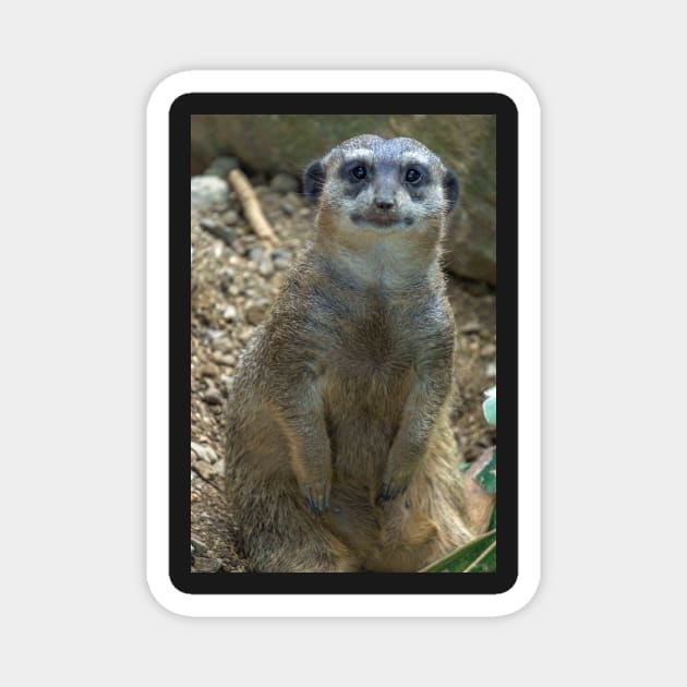 meerkat Magnet by likbatonboot