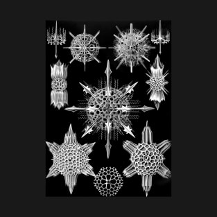 Ernst Haeckel Art Forms of Nature -  Acanthophracta Radiolaria T-Shirt