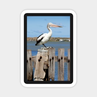 Pelican Viewpoint Magnet