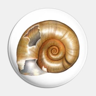 The Great Ramshorn (Planorbarius corneus) Pin