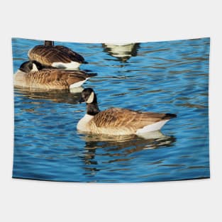 Multiple Canadian Geese Swimming Tapestry