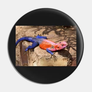 East African Rainbow Agama, Male Pin