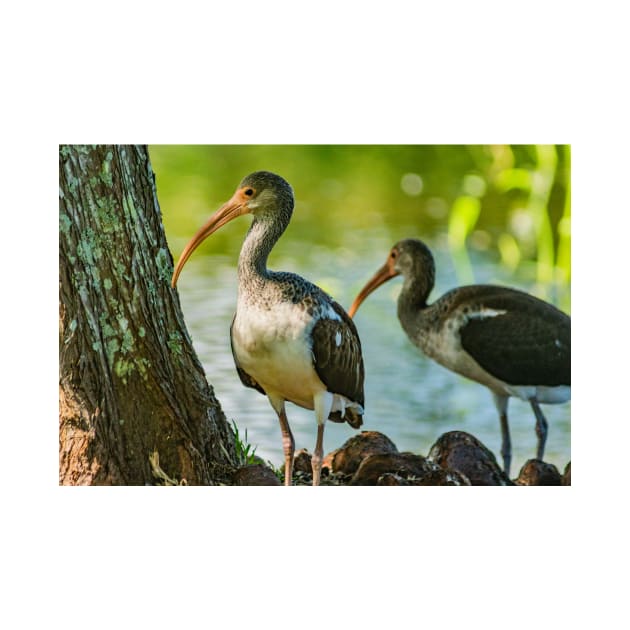 American white ibis in Gatorland by KensLensDesigns