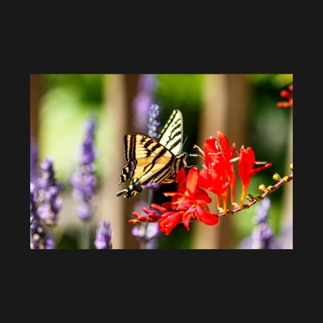 Swallowtail butterfly on crocosmia by blossomcophoto