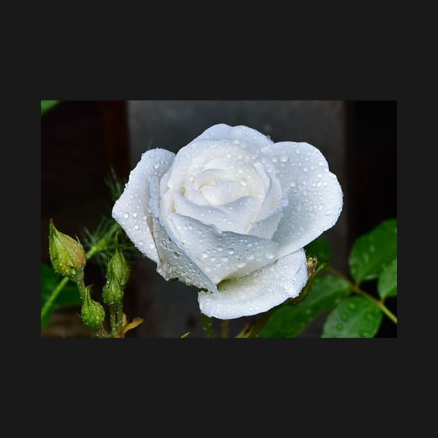 White Rose by Irene168