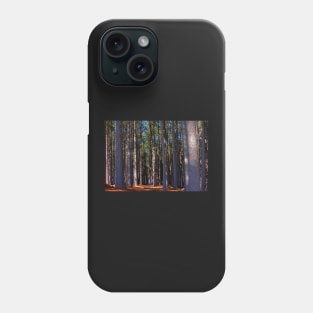 Sugar Pine Walk - Near Batlow NSW Phone Case