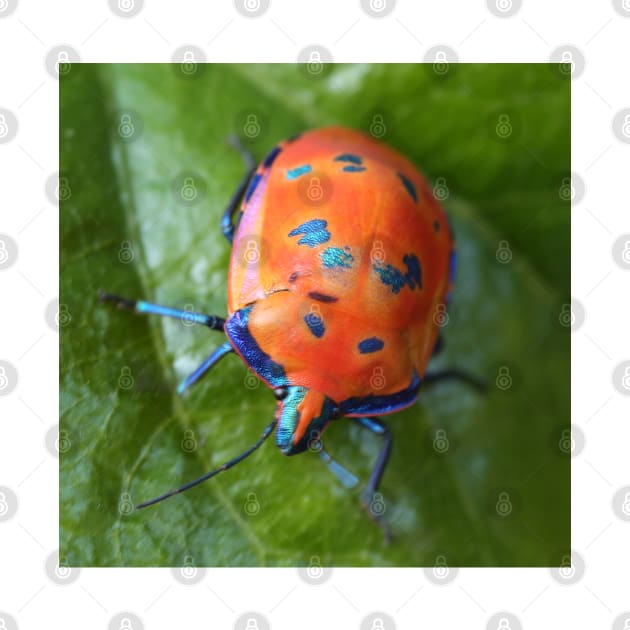 Hibiscus Harlequin Beetle by Michaelm43