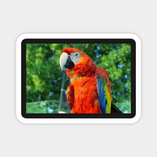 Red Macaw Bird Magnet