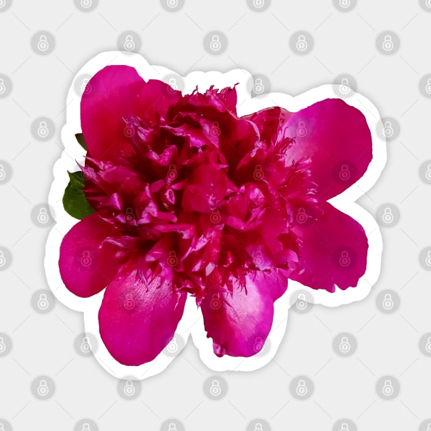 Red Peony Floral Photo Cutout Magnet by ellenhenryart