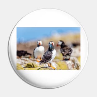 Atlantic Puffin with Sand Eels Pin