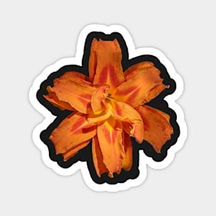 Orange Lily Photographic Image Cutout Magnet