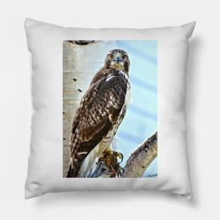 Red Tail Hawk Pillow