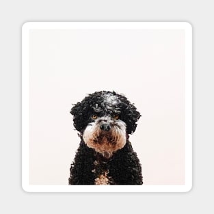 Buster the Havanese Dog Magnet